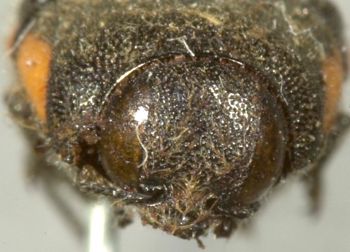 Media type: image;   Entomology 2729 Aspect: head frontal view